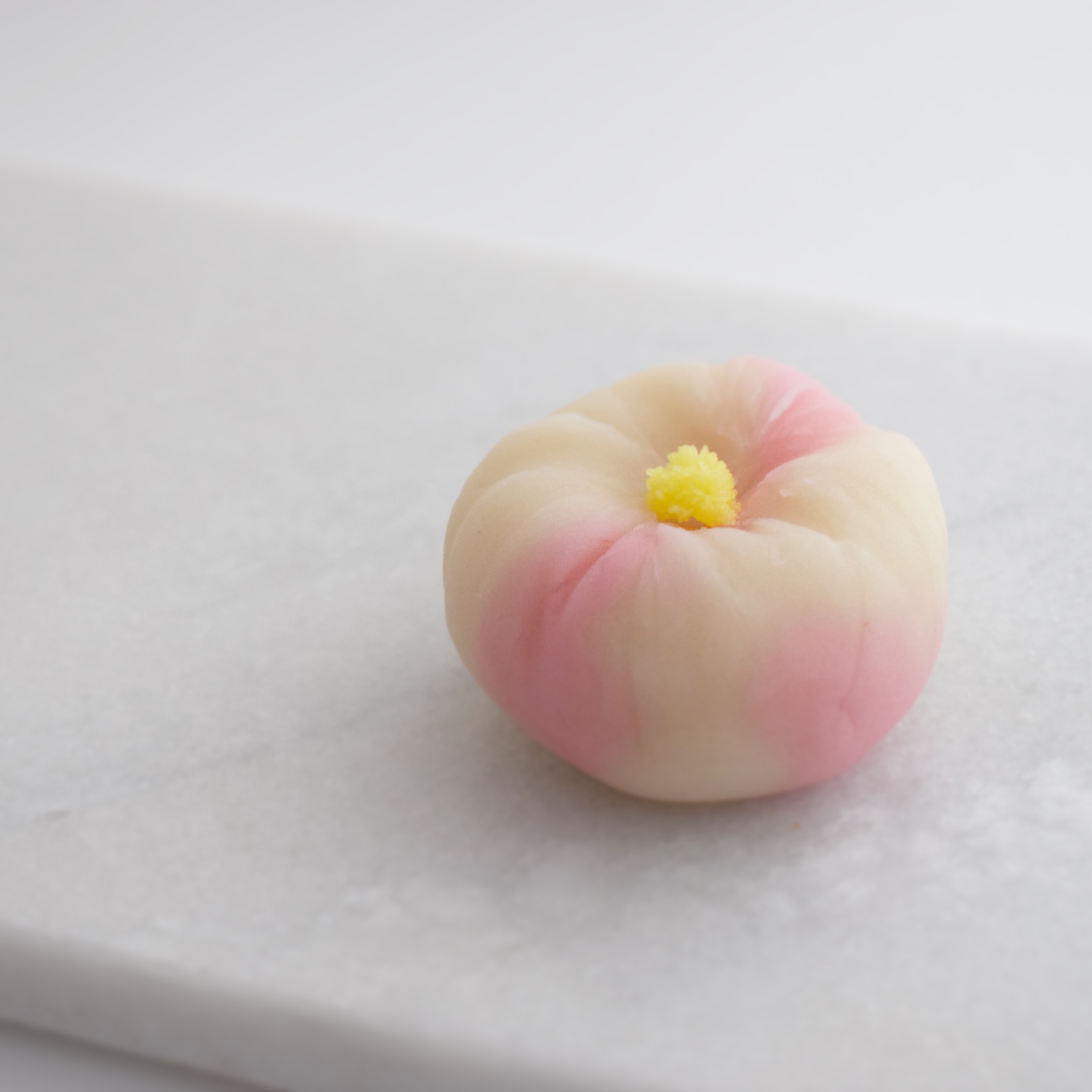Winter Camellia