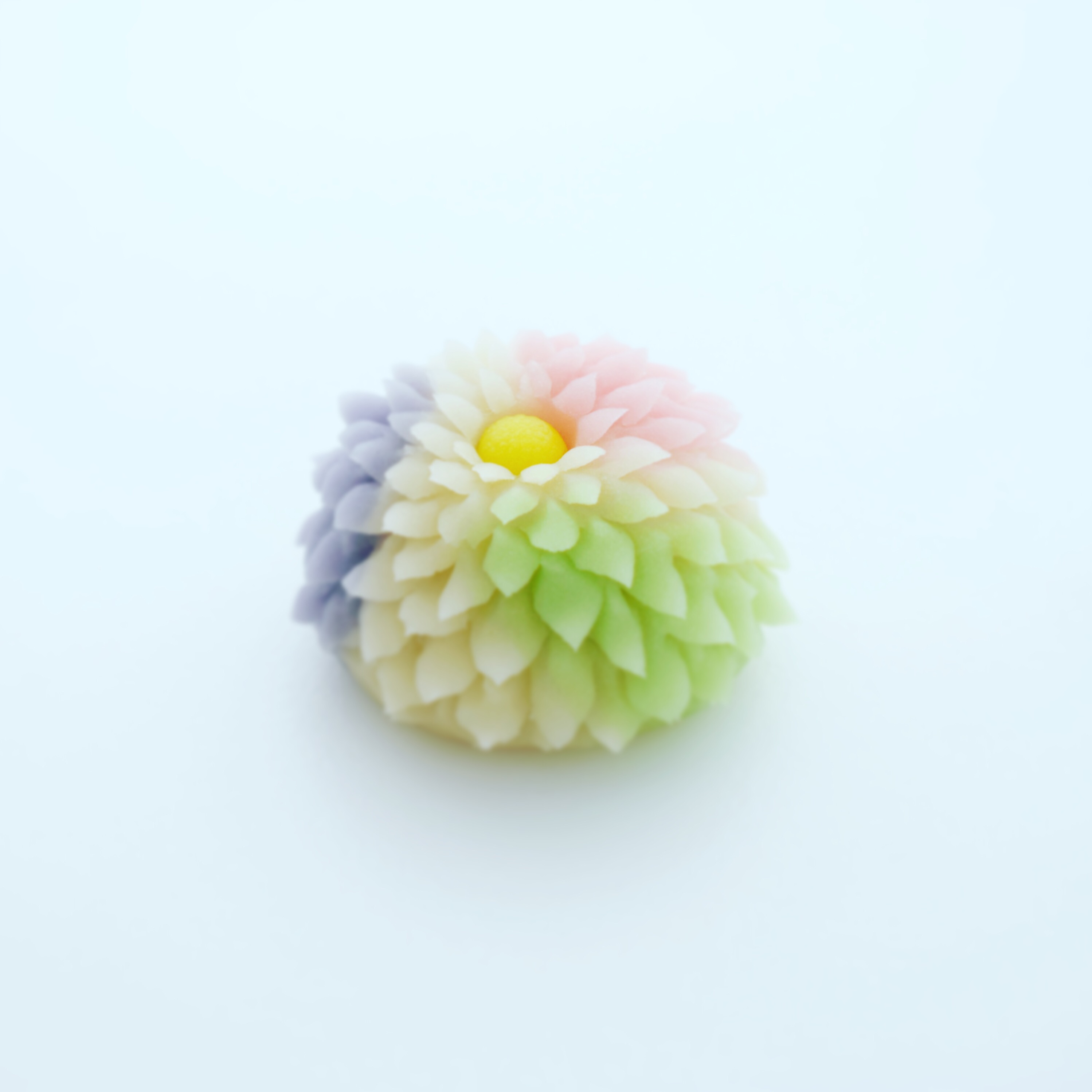 Chrysanthemum