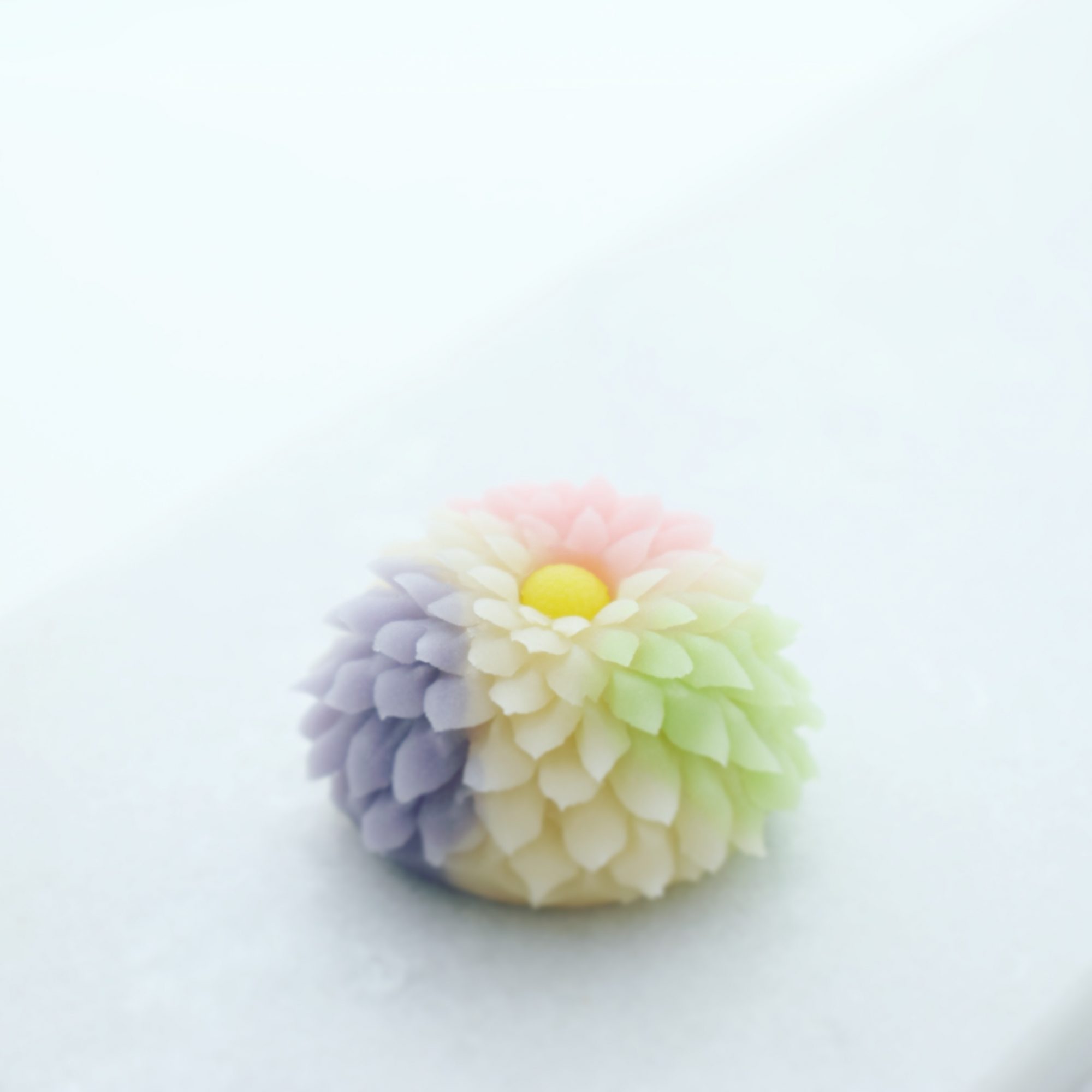 練り切り　菊　Chrysanthemum